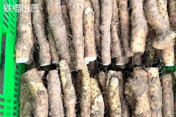 脆和面的山药区分，外观和产地均不同