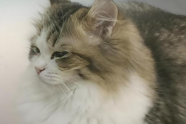 猫咪用头拱人的原因，可能是在宣誓主权