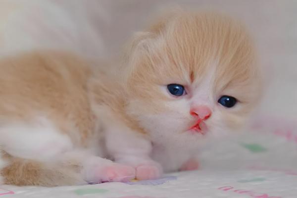 猫咪用头拱人的原因，可能是在宣誓主权