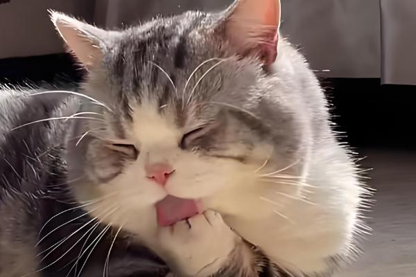 猫咪用头拱人的原因，可能是在宣誓主权