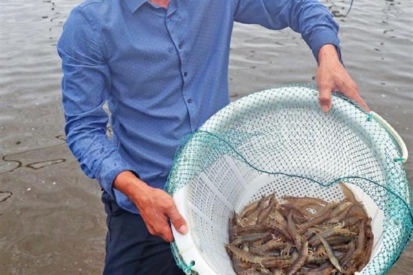 绿弧菌与黄弧菌哪个有害，绿弧菌的危害要大一点