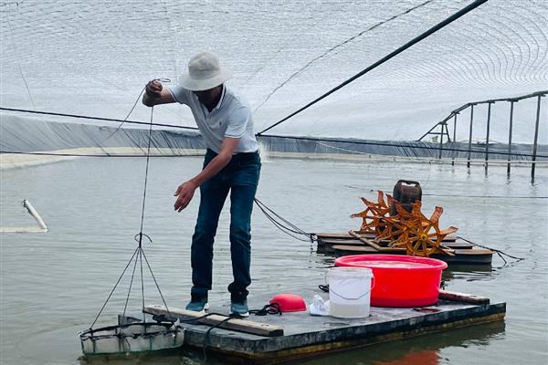 绿弧菌与黄弧菌哪个有害，绿弧菌的危害要大一点