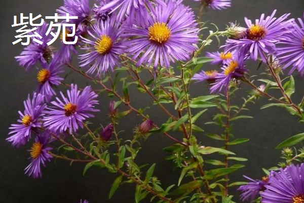 什么花的花语是表白，有木兰花、郁金香等