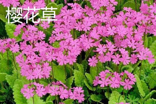 什么花的花语是表白，有木兰花、郁金香等