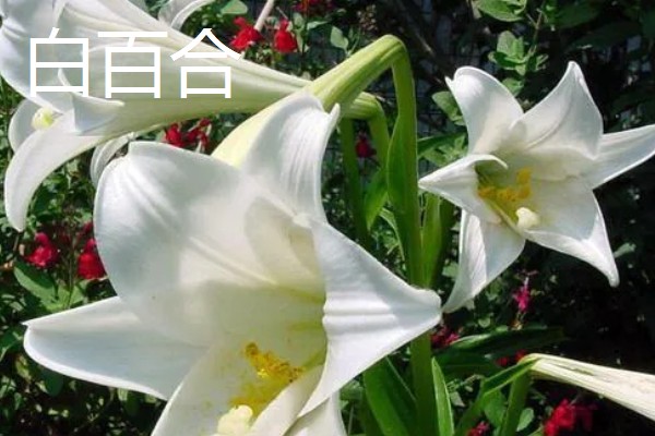 什么花的花语是表白，有木兰花、郁金香等