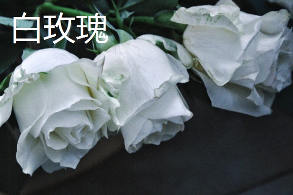 什么花的花语是表白，有木兰花、郁金香等