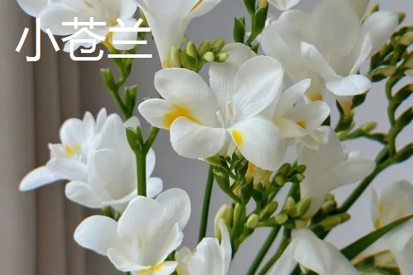 什么花的花语是表白，有木兰花、郁金香等