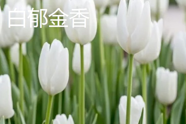 什么花的花语是表白，有木兰花、郁金香等