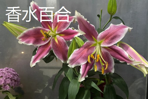 什么花的花语是表白，有木兰花、郁金香等