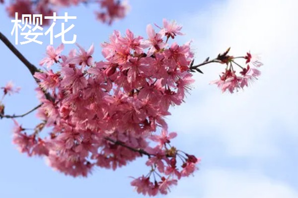 什么花的花语是表白，有木兰花、郁金香等