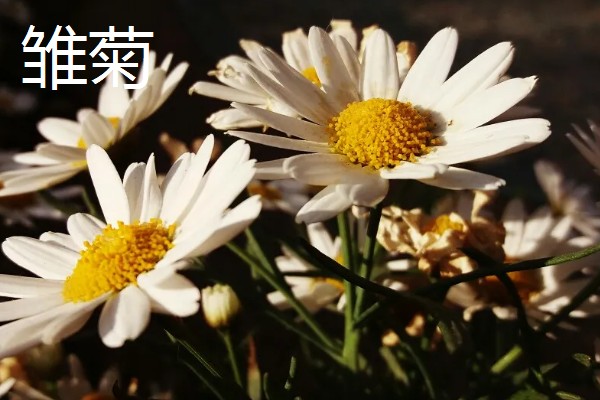 什么花的花语是表白，有木兰花、郁金香等