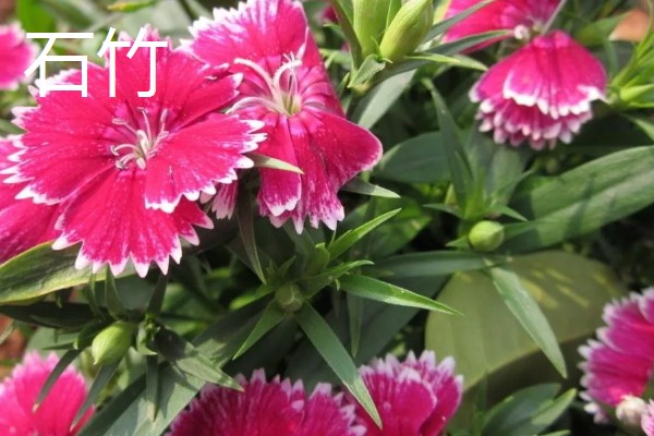 什么花的花语是表白，有木兰花、郁金香等