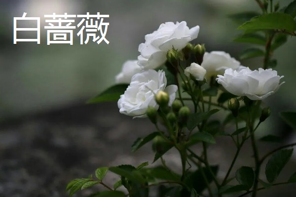 什么花的花语是表白，有木兰花、郁金香等