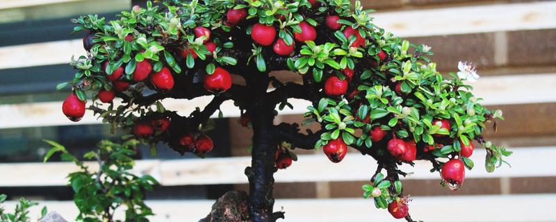 爱心果下山桩的养殖方法，用生根水浸泡半小时再栽种