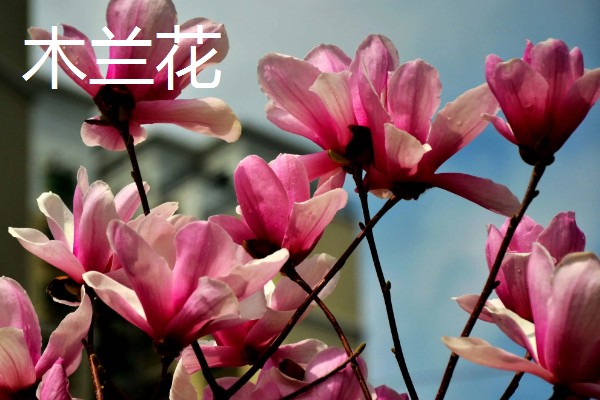 什么花的花语是表白，有木兰花、郁金香等