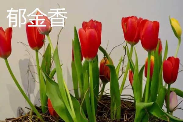 什么花的花语是表白，有木兰花、郁金香等