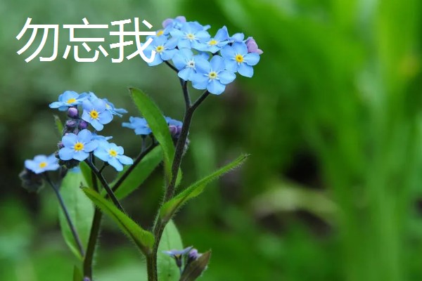什么花的花语是表白，有木兰花、郁金香等
