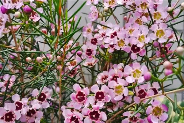 怎么养澳梅花,可以水培养殖