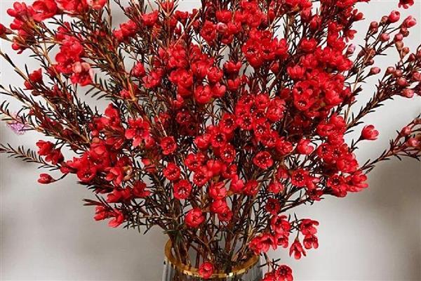 怎么养澳梅花,可以水培养殖