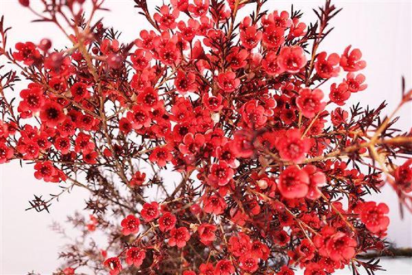 怎么养澳梅花,可以水培养殖