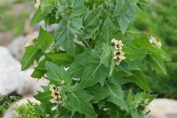 天仙子有什么花语，代表邪恶的心