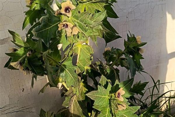 天仙子有什么花语，代表邪恶的心