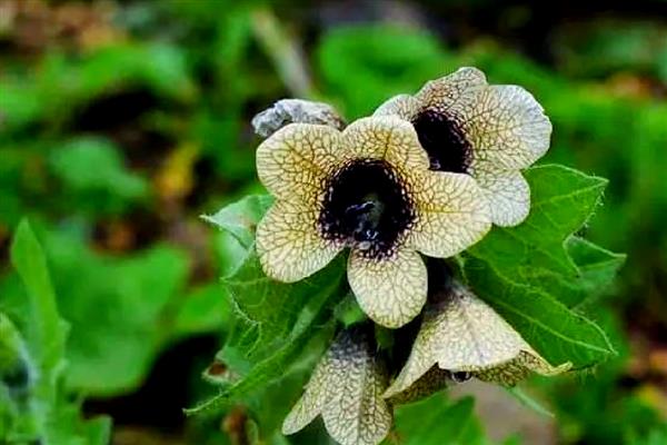 天仙子有什么花语，代表邪恶的心