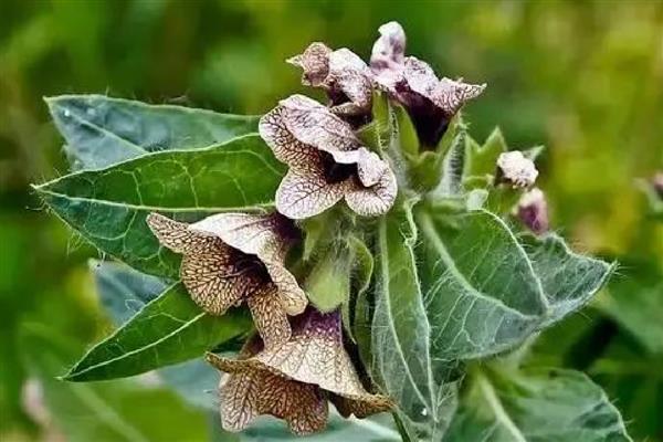 天仙子有什么花语，代表邪恶的心