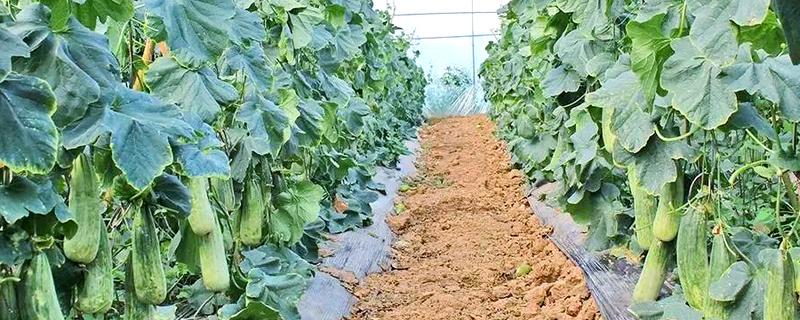 管理羊角蜜的方式，需要在播种前翻一次土