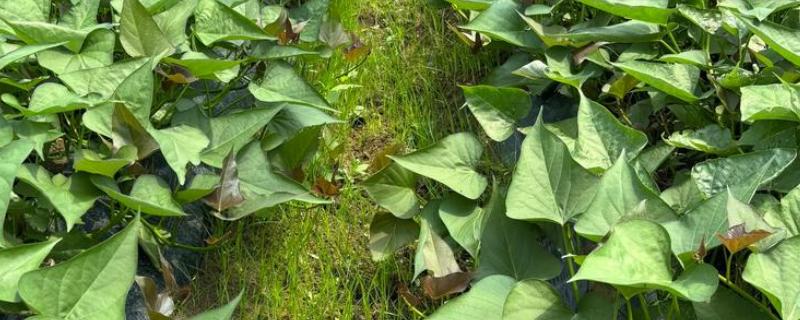 地瓜的正确浇水方法,移栽后需立即浇水