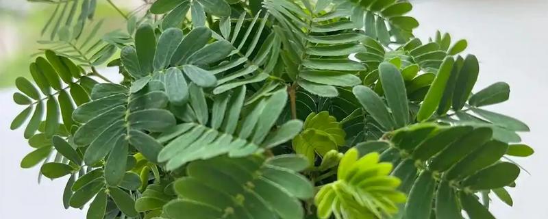 含羞草能水培吗,是可以水培的