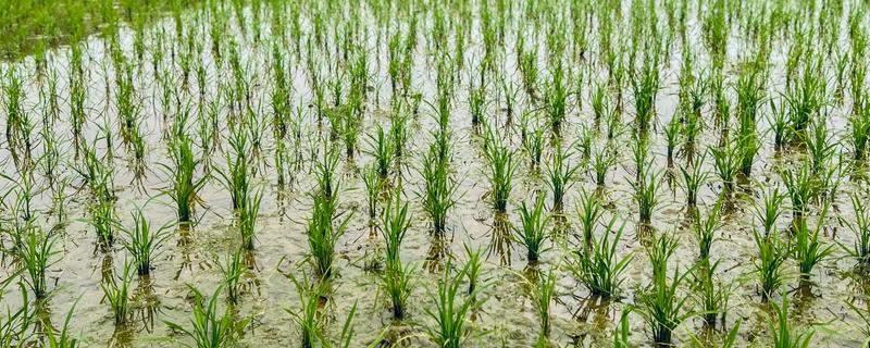 水稻的种类,常见的有五优稻2号、秋田小町等