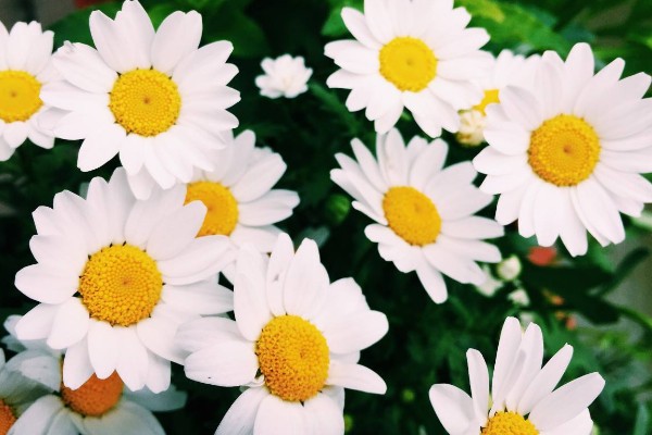 无法言说的爱是哪种植物的花语，雏菊寓意我暗恋你但无法告诉你