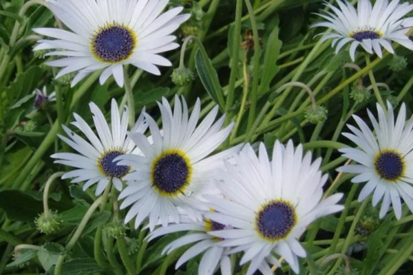 无法言说的爱是哪种植物的花语，雏菊寓意我暗恋你但无法告诉你