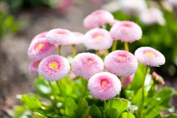 无法言说的爱是哪种植物的花语，雏菊寓意我暗恋你但无法告诉你