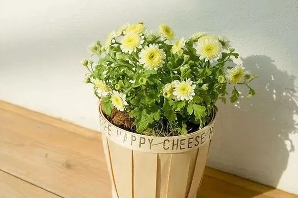 无法言说的爱是哪种植物的花语，雏菊寓意我暗恋你但无法告诉你