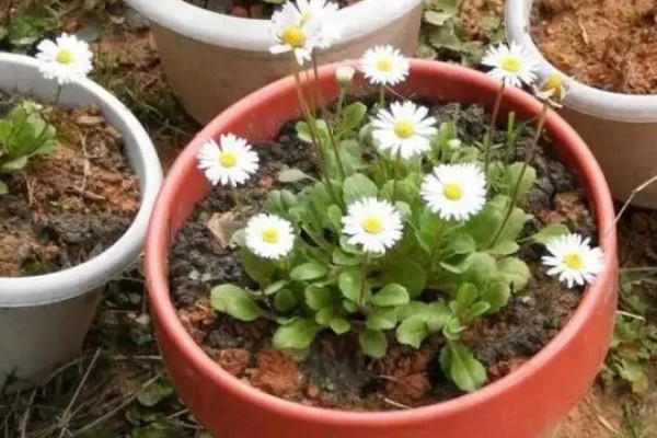 无法言说的爱是哪种植物的花语，雏菊寓意我暗恋你但无法告诉你