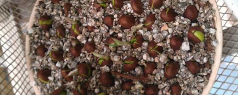 枇杷能种子繁殖吗，枇杷种子可以繁殖