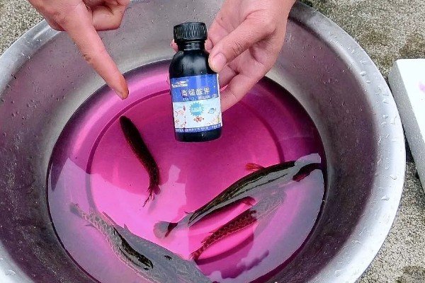 鱼缸用什么消毒，一般用高锰酸钾消毒
