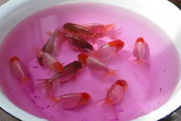 鱼缸用什么消毒，一般用高锰酸钾消毒