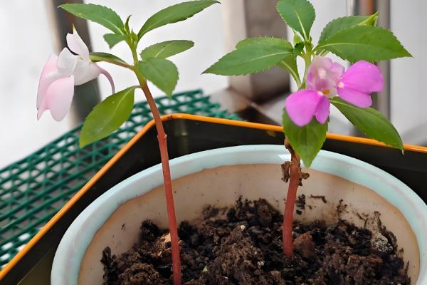 凤仙花的播种数量，小型花盆一次播入3-5颗种子