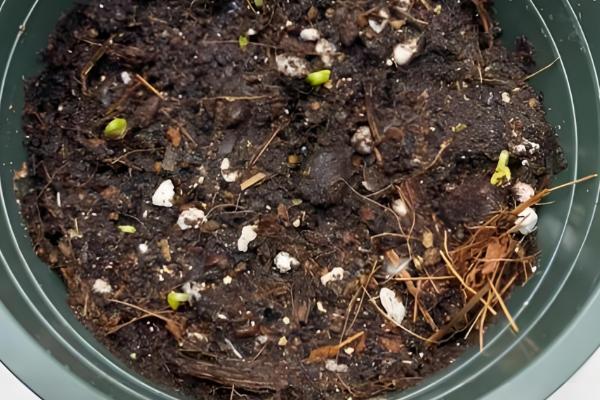 凤仙花的播种数量，小型花盆一次播入3-5颗种子