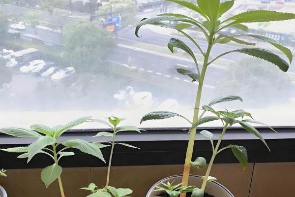 凤仙花的播种数量，小型花盆一次播入3-5颗种子