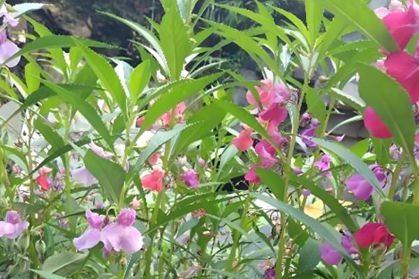 凤仙花的播种数量，小型花盆一次播入3-5颗种子