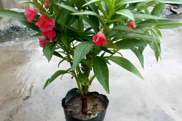 凤仙花的播种数量，小型花盆一次播入3-5颗种子