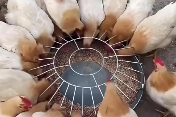 鸡互相啄毛怎么办,把硫酸钙拌在饲料中喂食