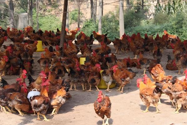 鸡互相啄毛怎么办,把硫酸钙拌在饲料中喂食