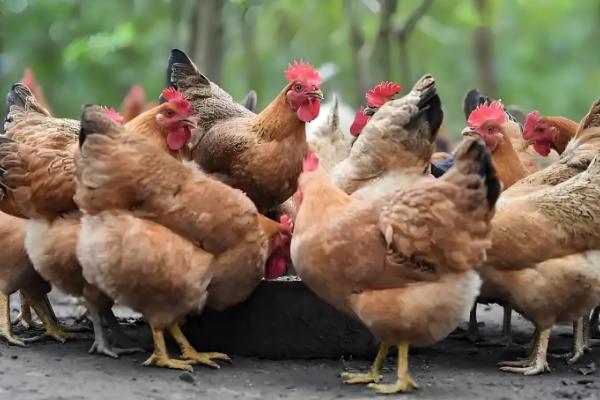 鸡互相啄毛怎么办,把硫酸钙拌在饲料中喂食