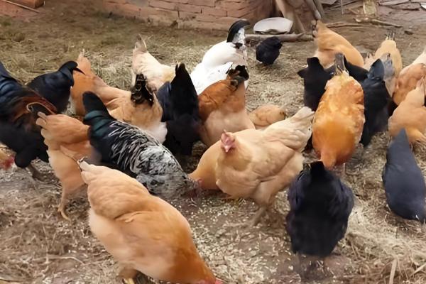 鸡互相啄毛怎么办,把硫酸钙拌在饲料中喂食