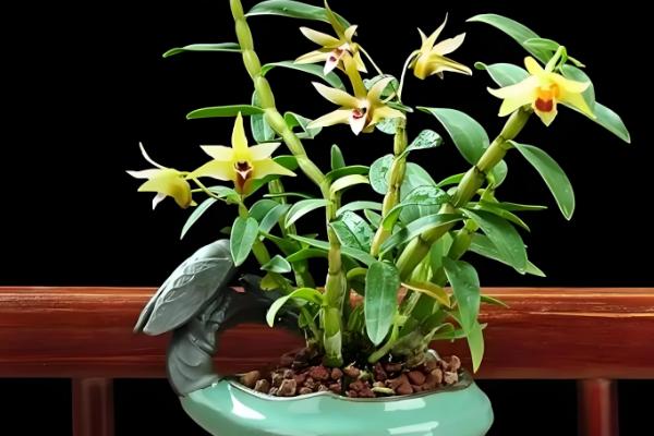 铁皮石斛的种植技术,春季和秋季均可种植